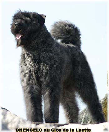 PHOTO de Bouvier des Flandres du Clos de la Luette - COPYRIGHT déposé